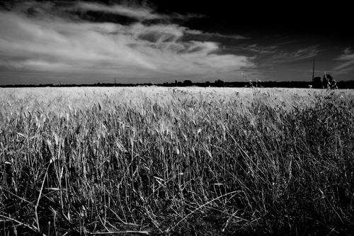 DPP_010