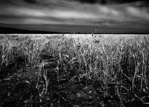 DPP_011