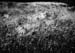 small_DPP_008