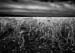 small_DPP_011