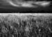 small_DPP_012